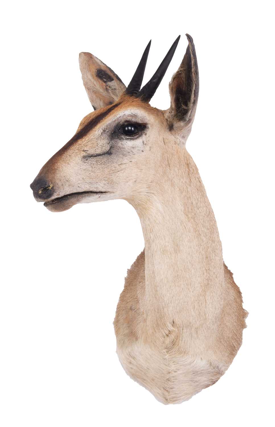 Taxidermy: Common Grey Duiker (Sylvicapra grimmia caffra), modern, South Africa, adult male shoulder