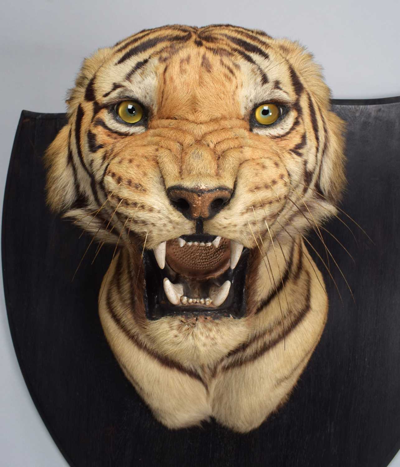 Taxidermy: Bengal Tiger (Panthera tigris tigris), dated January 24th 1930, by Van Ingen & Van Ingen, - Image 10 of 20