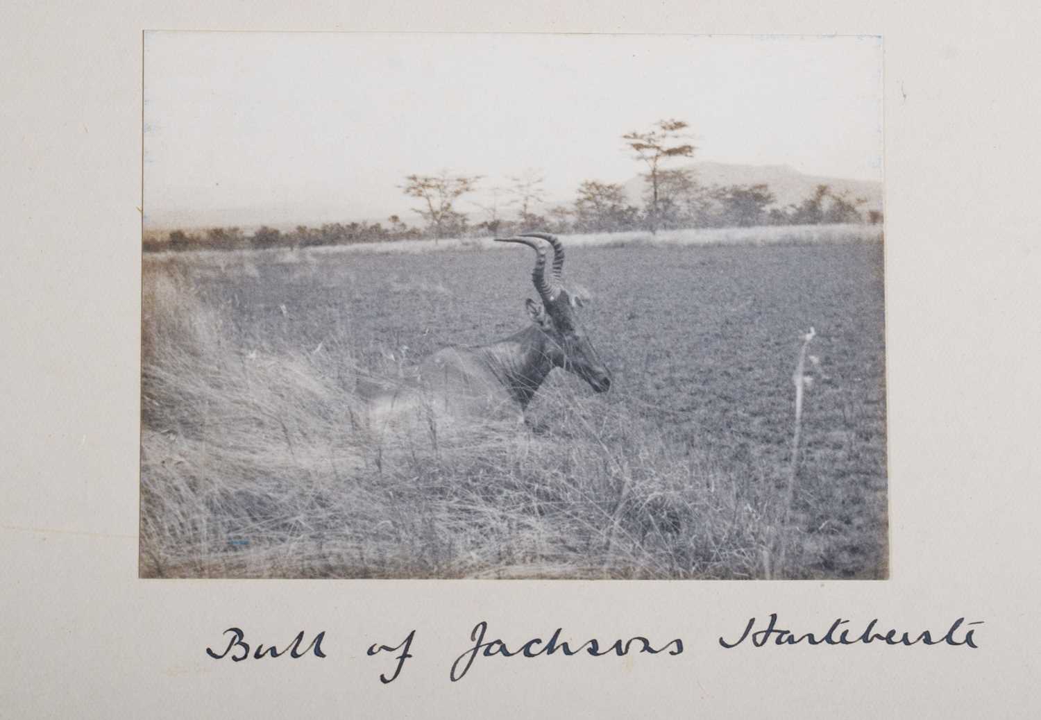 Taxidermy: Jackson's or Lelwel Hartebeest (Alcelaphus lelwel), dated 1909, British East Africa, by - Image 6 of 8