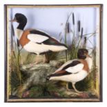 Taxidermy: A Cased Pair of Common Shelducks (Tadorna tadorna), 1860-1942, by James Hutchings,