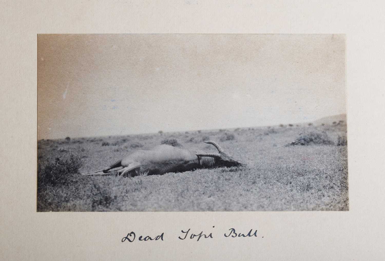 Taxidermy: Serengeti Topi (Damaliscus jimela), dated 1909, British East Africa, by Rowland Ward Ltd, - Image 7 of 9