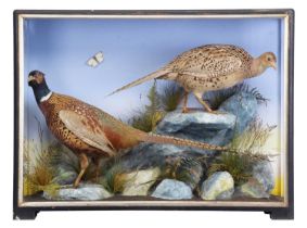 Taxidermy: A Cased Pair of Ring-necked Pheasants (Phasianus colchicus), 1860-1942, by James