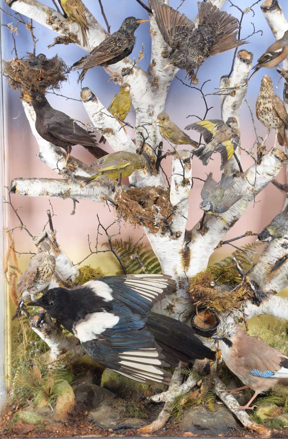 Taxidermy: A Large Late Victorian Diorama of British Woodland Birds, circa 1880-1900, by James E. - Image 7 of 10