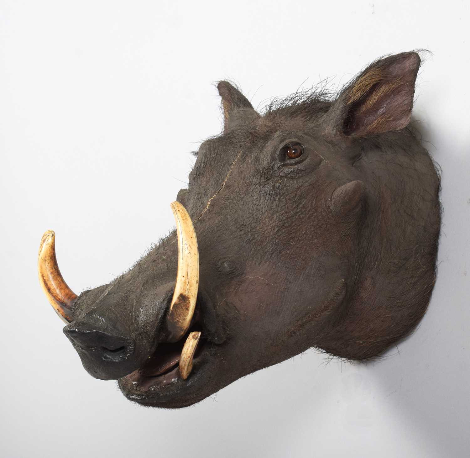 Taxidermy: Common Warthog (Phacochoerus africanus), circa 1923-1924, by Rowland Ward Ltd, "The - Image 3 of 5