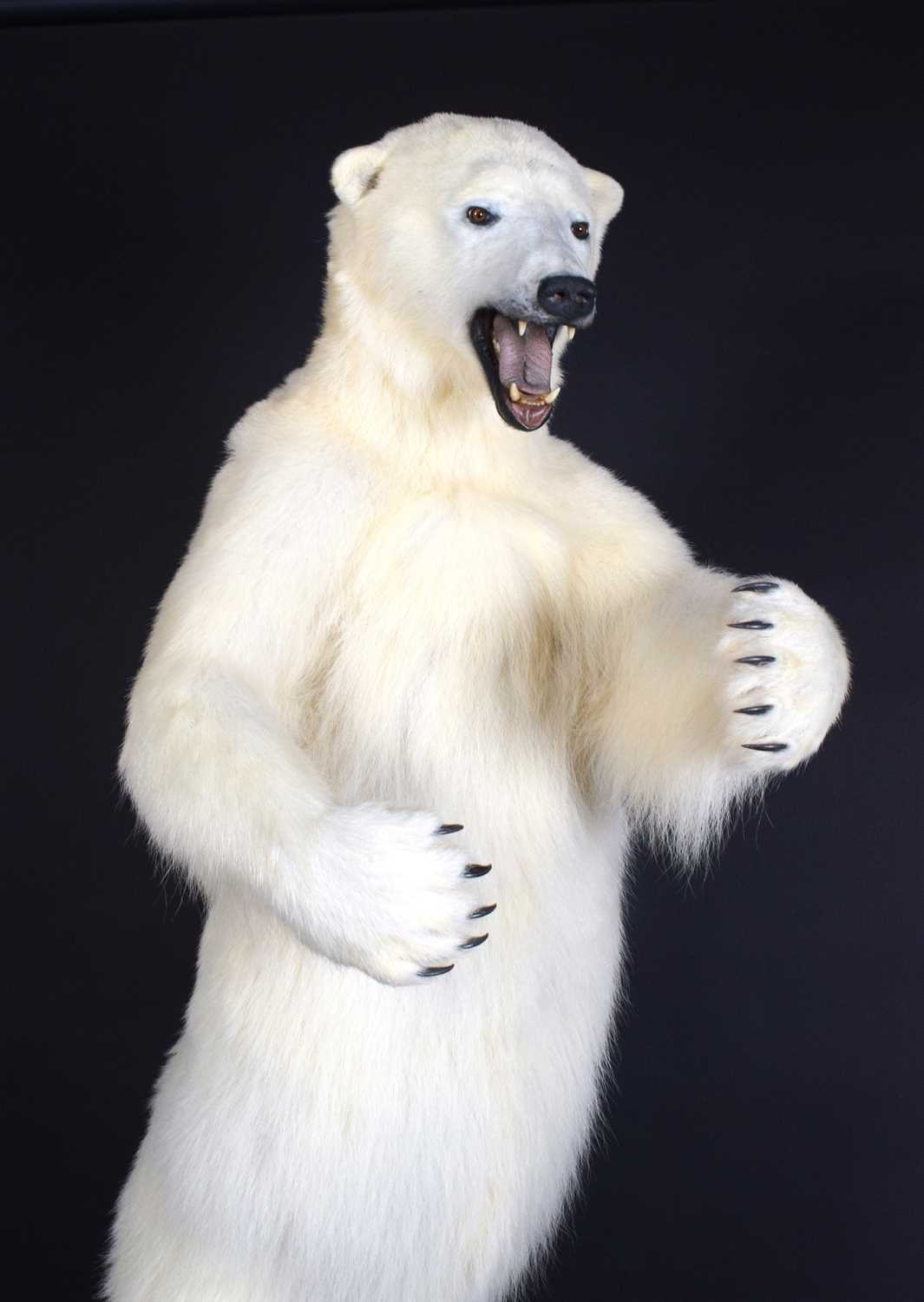 Taxidermy: Polar Bear (Ursus maritimus), circa 1997, a large full mount adult in upright standing - Image 7 of 12