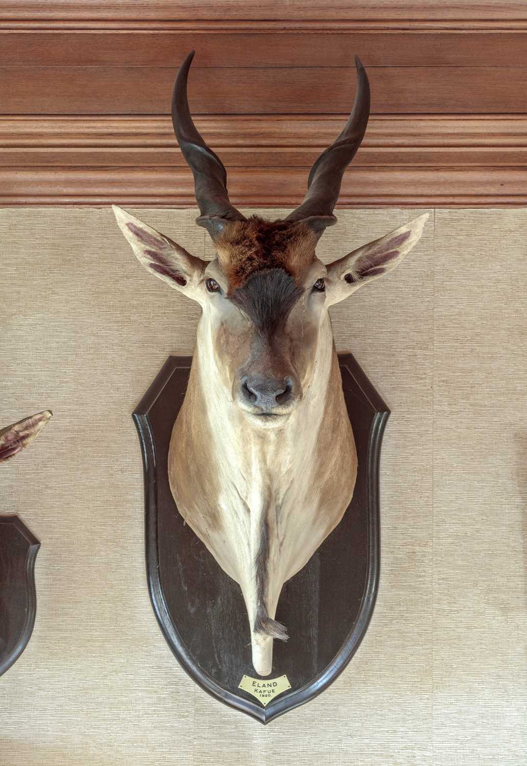 Taxidermy: Livingstone's Eland (Taurotragus oryx livingstonei), dated 1920, Kafue, Zambia, by - Image 8 of 9