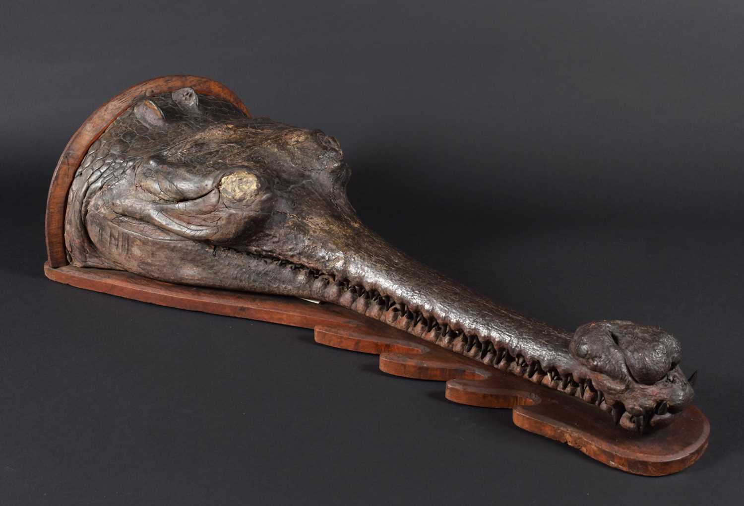 Taxidermy: A Late Victorian Gharial Crocodile Head Mount (Gavialis gangeticus), circa late 19th - Image 8 of 9