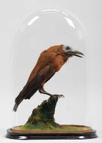 Taxidermy: A Late Victorian Capuchinbird (Perissocephalus tricolor), circa 1880-1900, a full mount