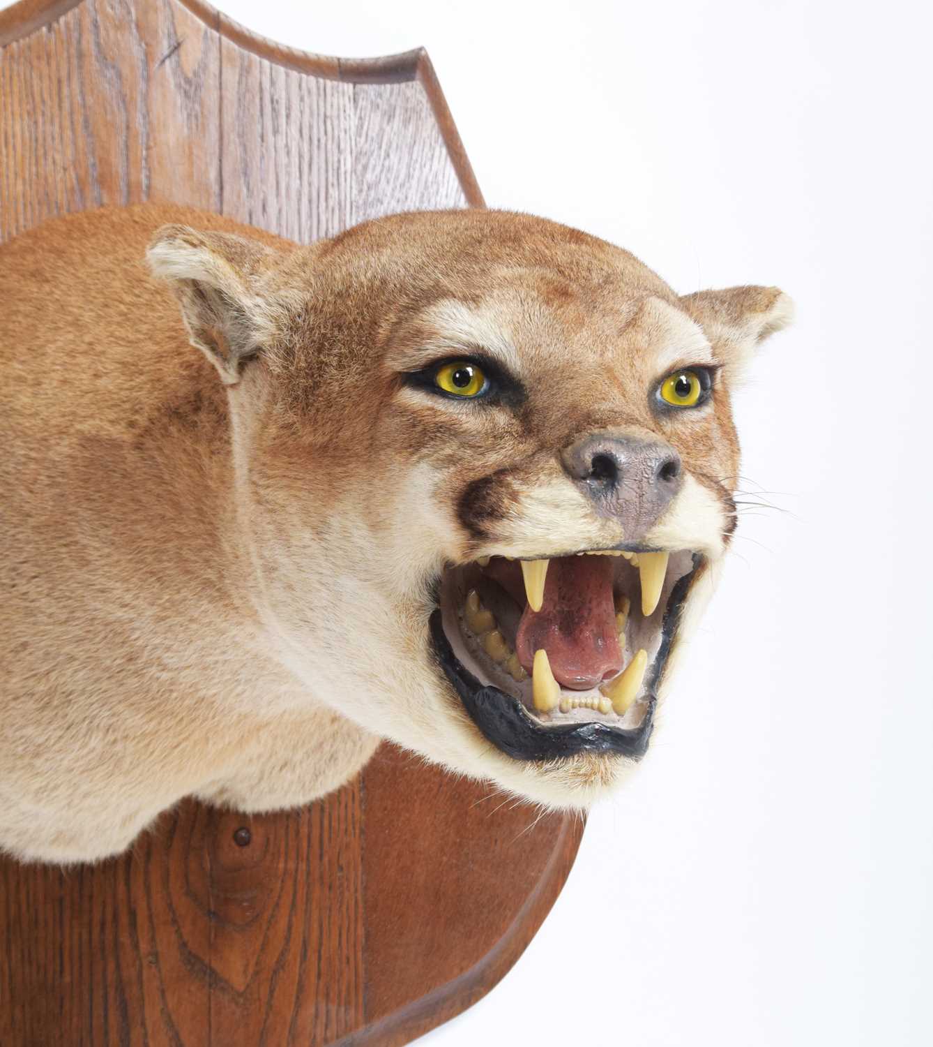 Taxidermy: North American Puma or Mountain Lion (Puma concolor), circa late 20th century, a superb - Image 6 of 9