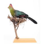 Taxidermy: Fischer's Turaco (Tauraco fischeri), circa 21st century, captive bred, a full mount adult