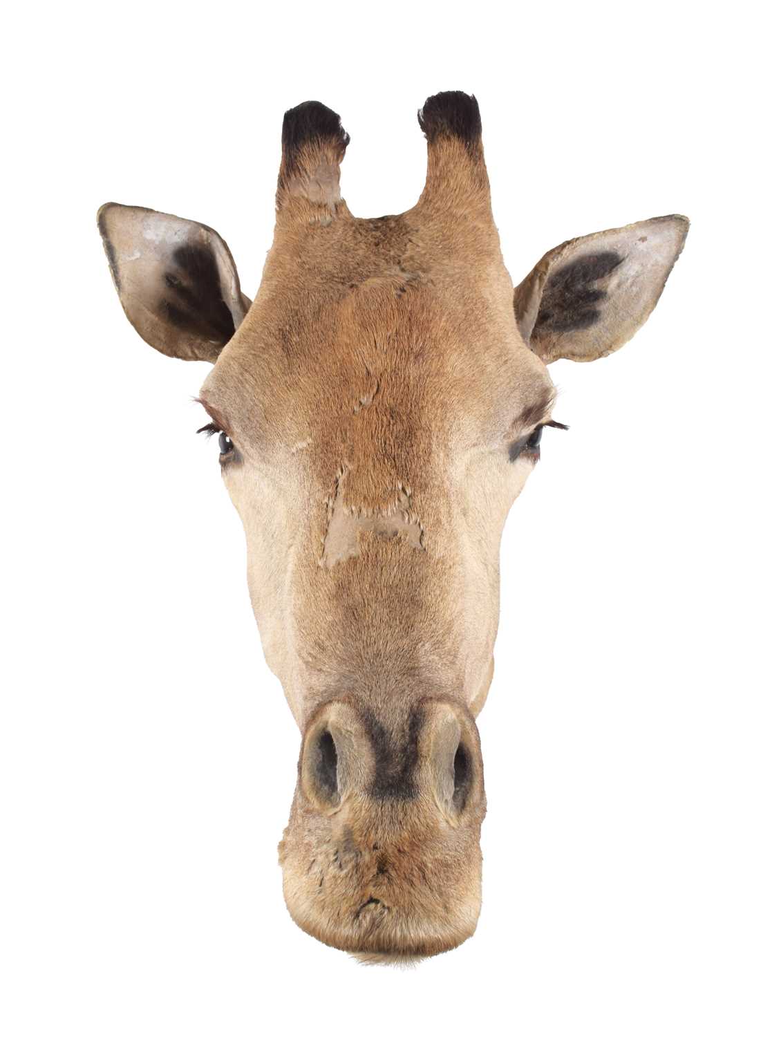 Taxidermy: South African Giraffe (Giraffa camelopardalis), late 20th century, South Africa, an adult - Image 4 of 4