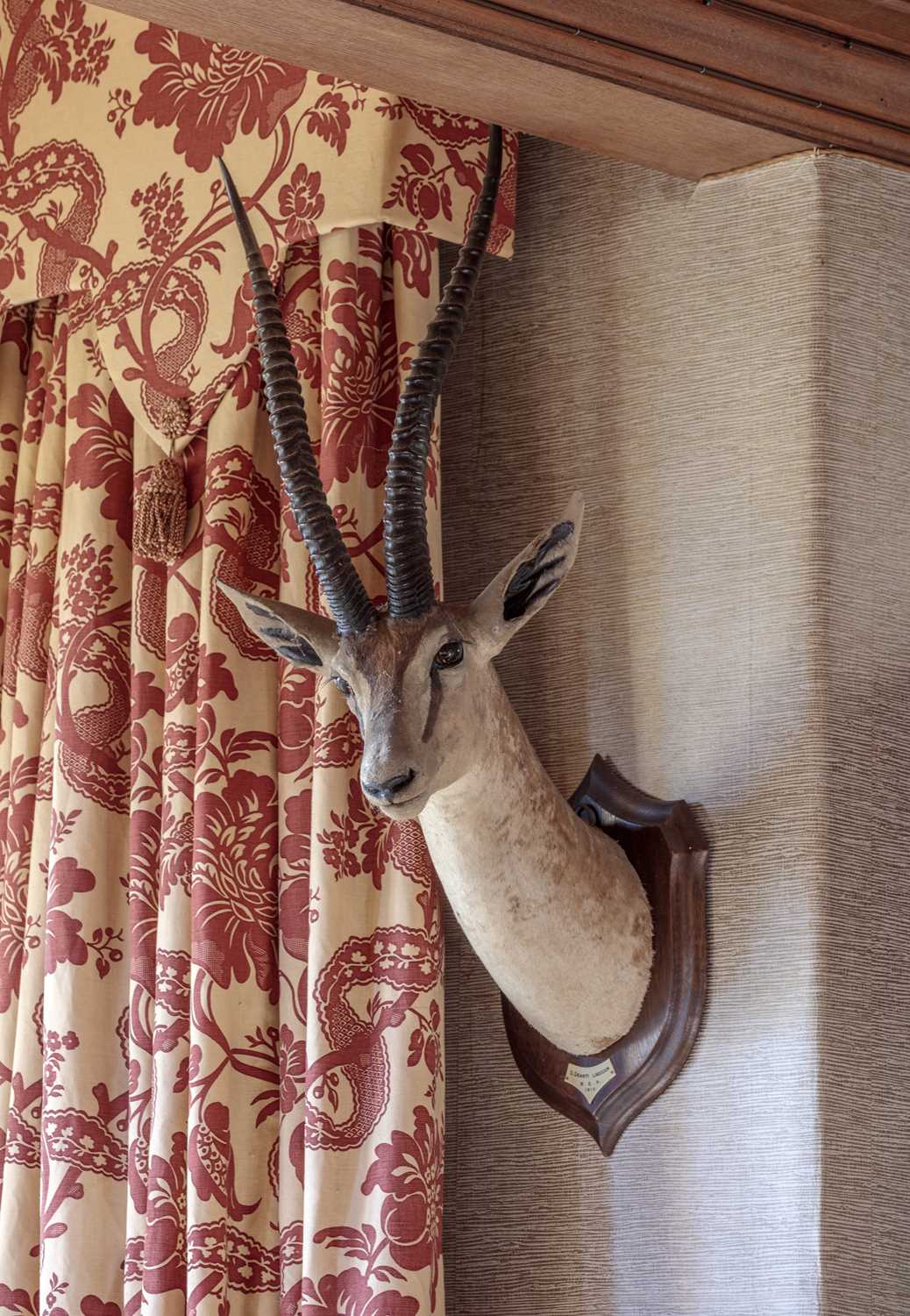 Taxidermy: Southern Grant's Gazelle (Nanger granti), dated 1912, British East Africa, by Rowland - Image 7 of 7