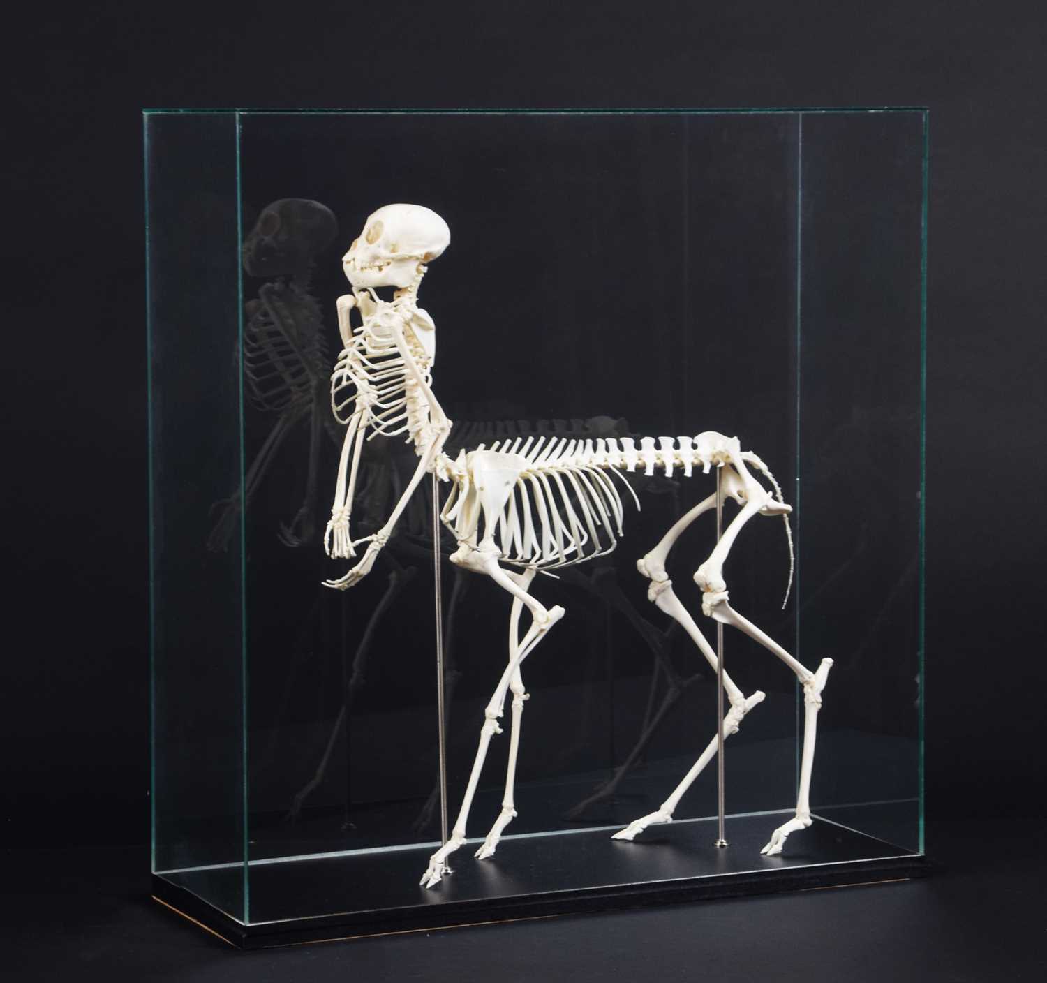 Skeletons/Anatomy: A Composed Centaur Skeleton, modern, a complete articulated skeleton of a - Image 3 of 8