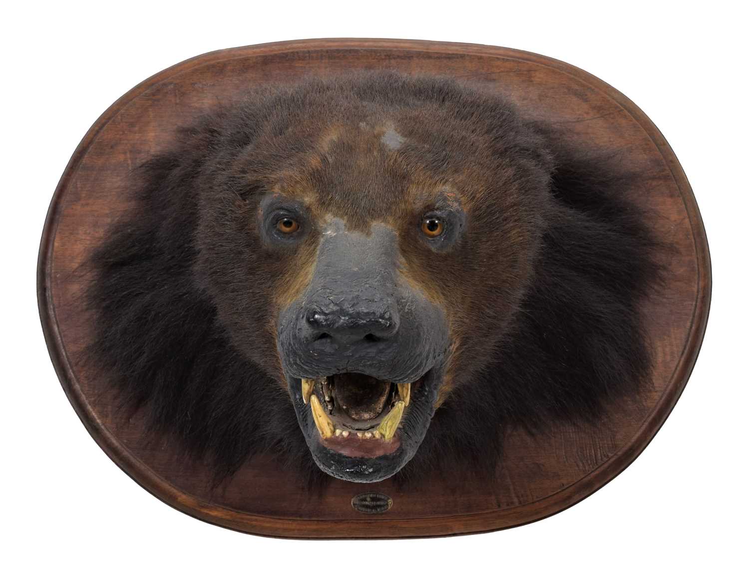 Taxidermy: Sloth Bear (Melursus ursinus), circa 1880-1918, by Theobald Brothers, Taxidermists, - Bild 3 aus 8