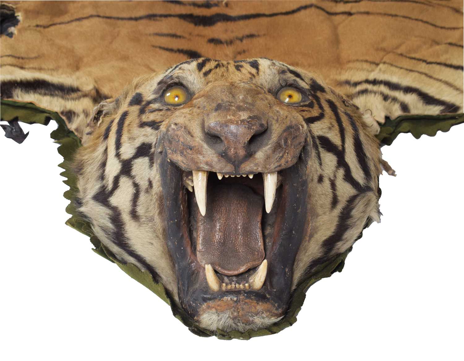 Taxidermy: Bengal Tiger Skin (Panthera tigris tigris), circa 1907-1930, by Rowland Ward Ltd, "The - Image 4 of 8