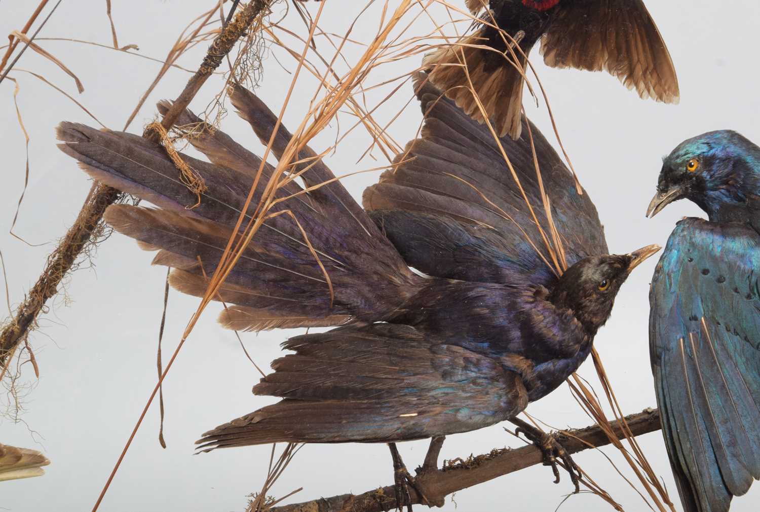 Taxidermy: A Cased Display of Exotic Tropical Birds, circa 1891-1921, by Rowland Ward, Ltd, "The - Image 8 of 10