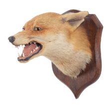 Taxidermy: Red Fox Mask (Vulpes vulpes), circa early 20th century, by Peter Spicer & Sons,