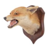 Taxidermy: Red Fox Mask (Vulpes vulpes), circa early 20th century, by Peter Spicer & Sons,