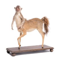 Taxidermy: A Composed Centaur, modern, a full mount with head turning to the left, in standing pose,