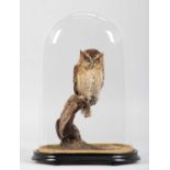 Taxidermy: African Scops Owl (Otus senegalensis), modern, a high quality full mount adult in resting