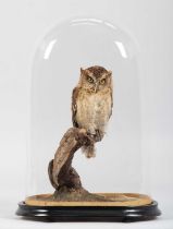 Taxidermy: African Scops Owl (Otus senegalensis), modern, a high quality full mount adult in resting