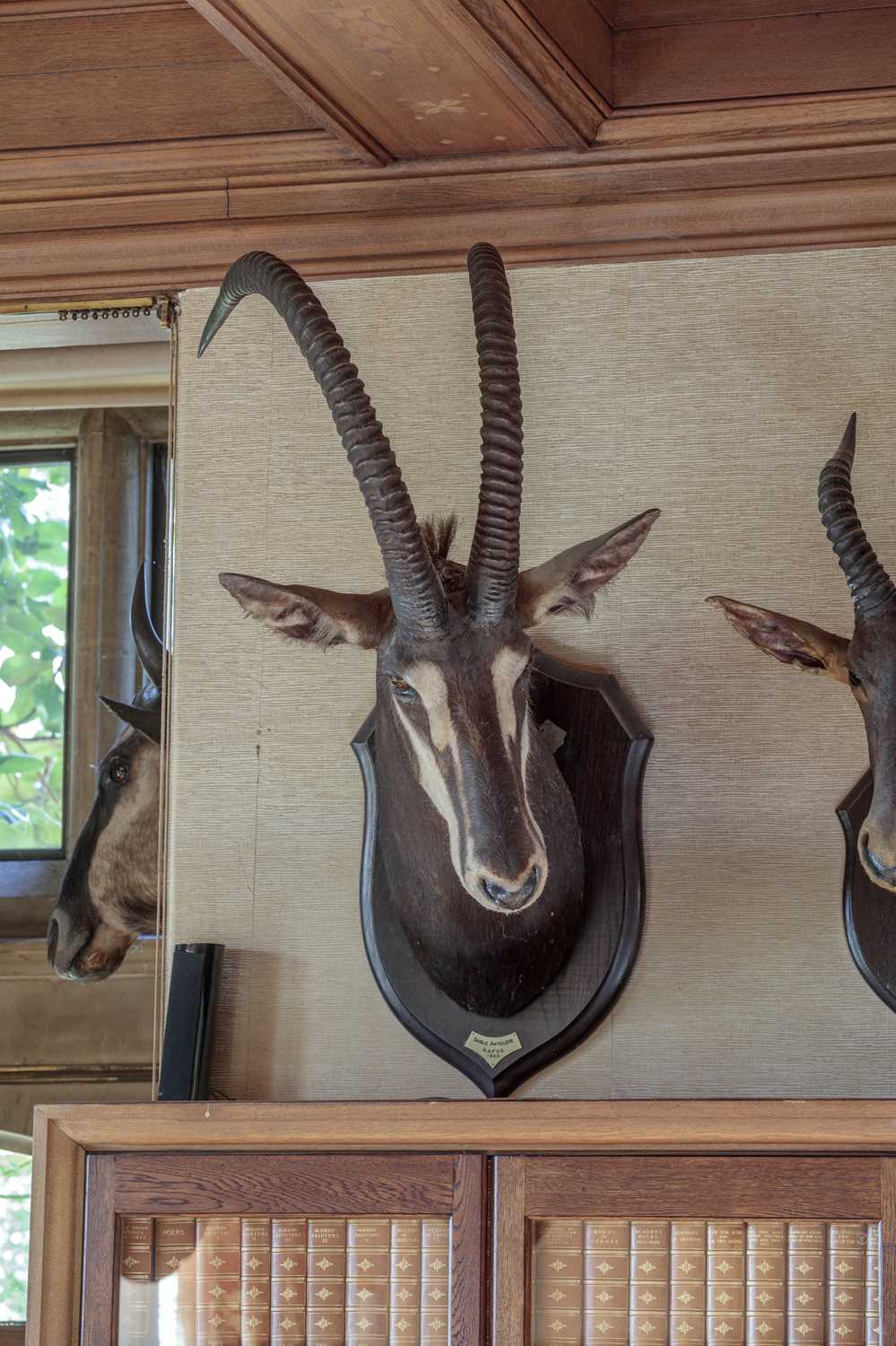 Taxidermy: Southern Sable Antelope (Hippotragus niger niger), dated 1920, Kafue, Zambia, by - Image 9 of 10