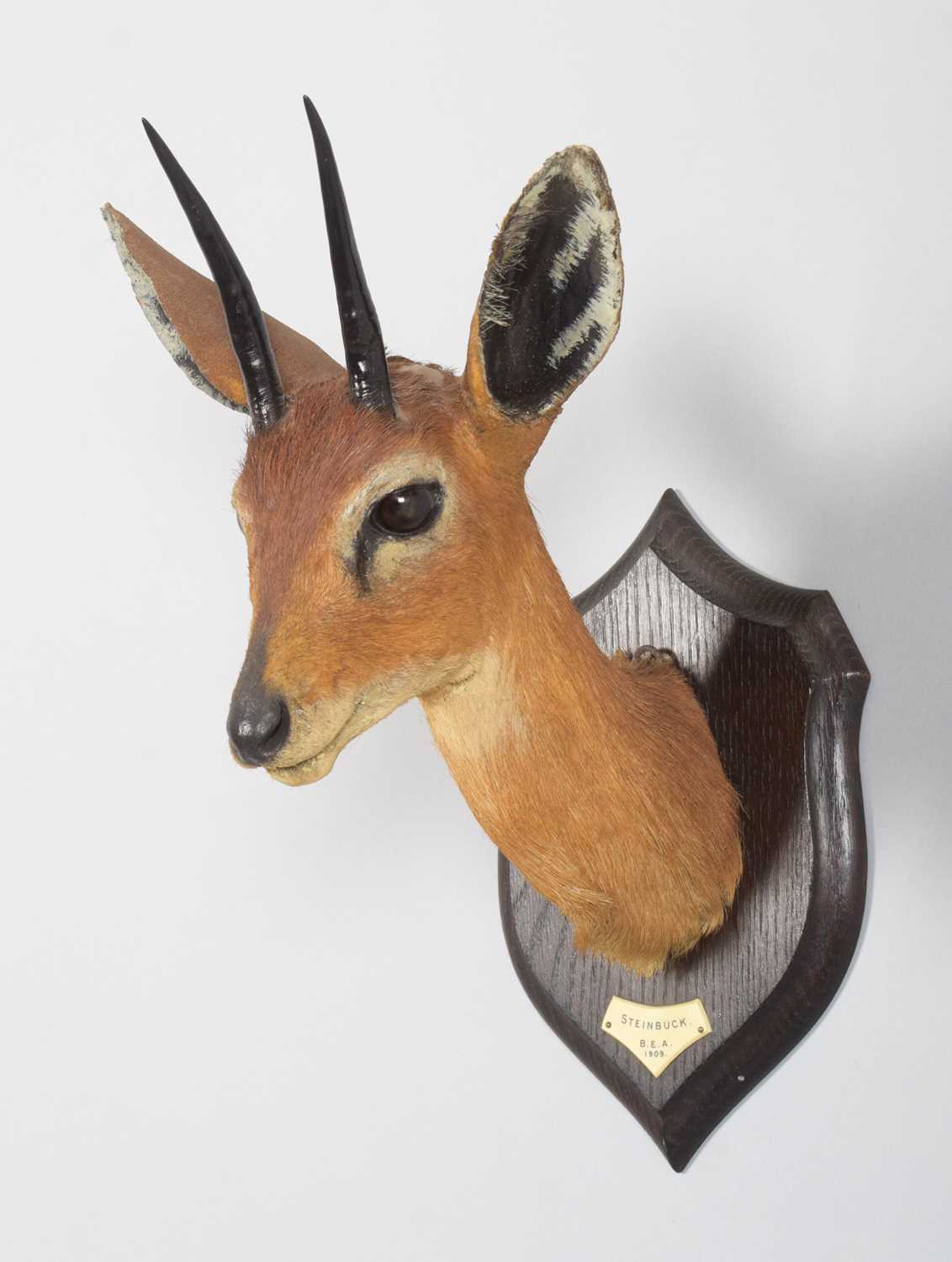 Taxidermy: East African Steenbok (Raphicerus campestris neumanni), dated 1909, British East - Image 2 of 5