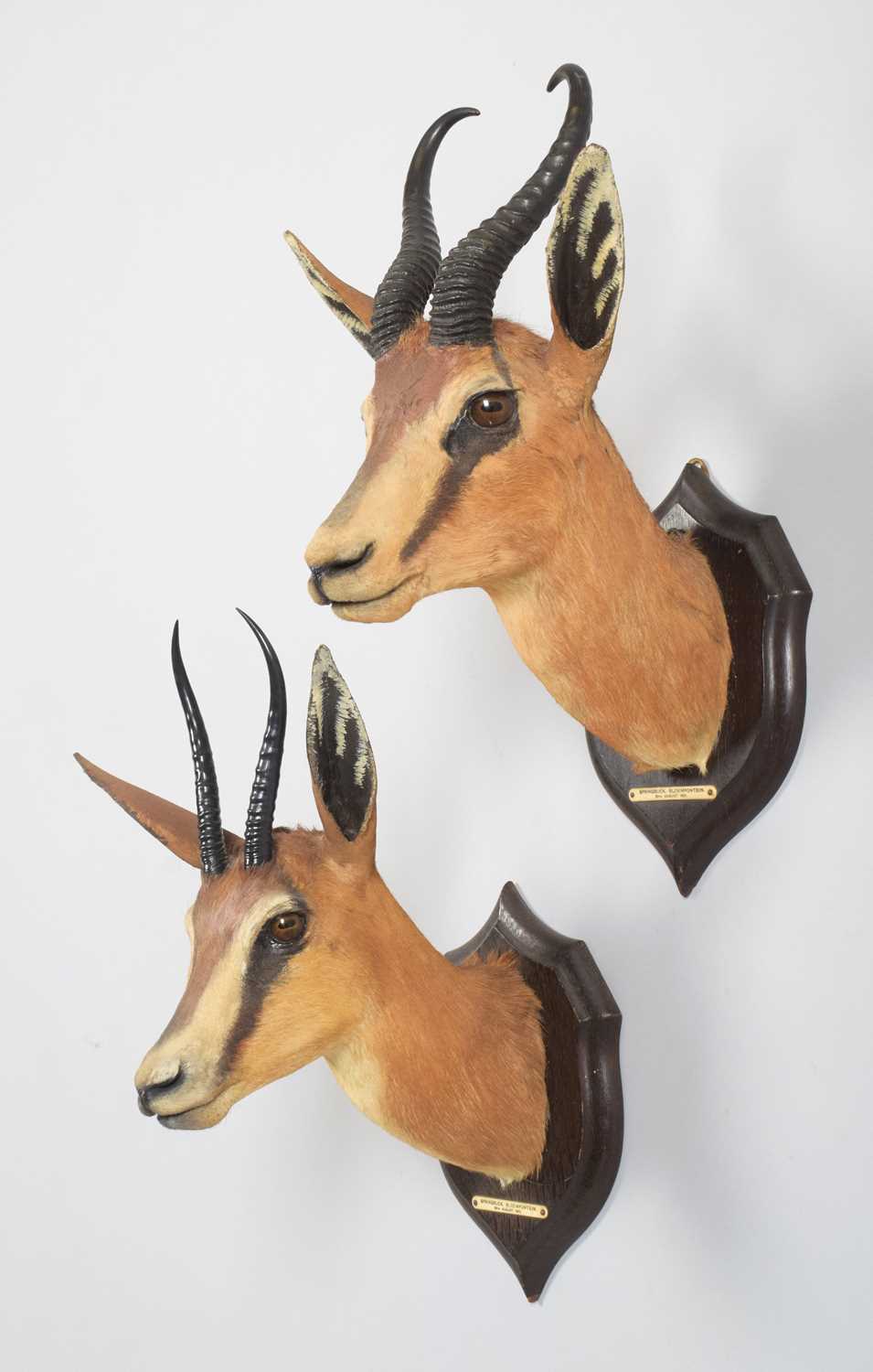 Taxidermy: A Pair of South African Springbok (Antidorcas marsupialis), dated August 29th-30th