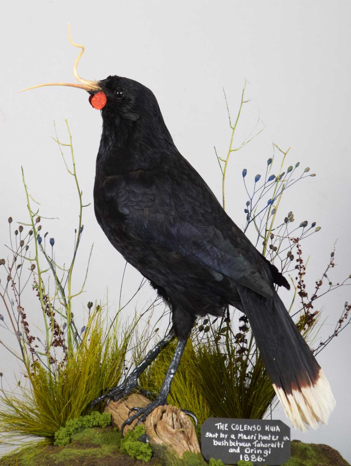 Taxidermy: A Re-creation of "Colenso's" Huia (†Heteralocha acutirostris), circa 2023, by Barry - Image 4 of 6