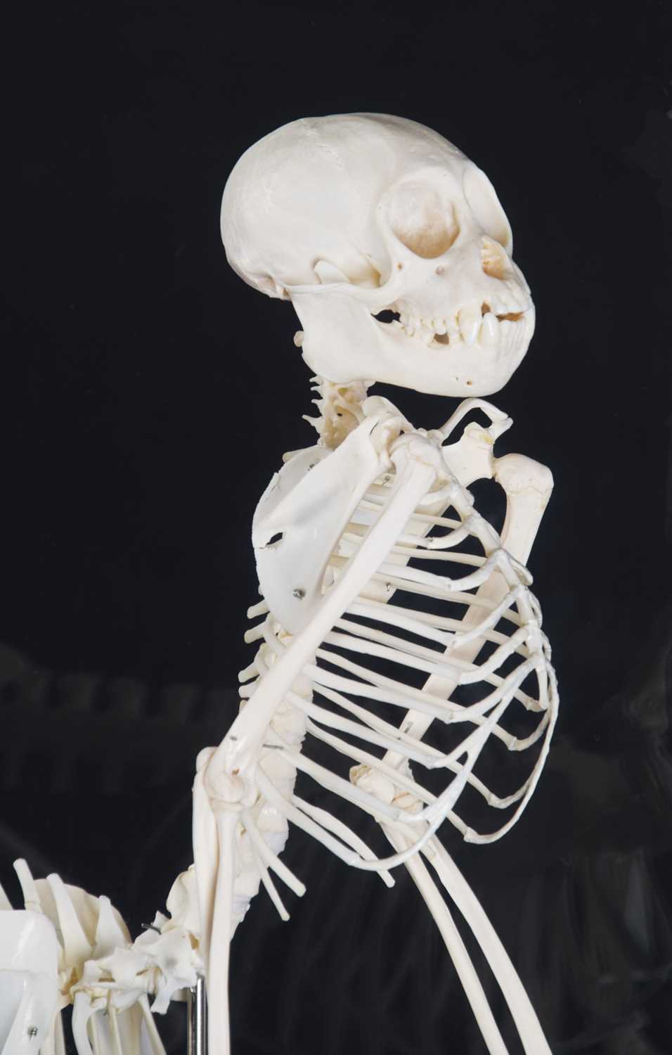 Skeletons/Anatomy: A Composed Centaur Skeleton, modern, a complete articulated skeleton of a - Image 7 of 8