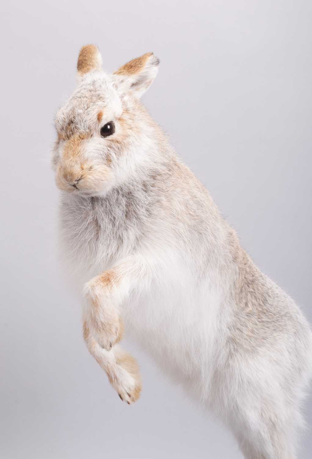 Taxidermy: Scottish Mountain Hare (Lepus timidus), modern, by Brian Lancaster, Taxidermy, Bedale, - Image 3 of 6