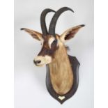 Taxidermy: Roan Antelope (Hippotragus equinus), dated 1920, Kafue, Zambia, by Rowland Ward Ltd,