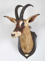 Taxidermy: Roan Antelope (Hippotragus equinus), dated 1920, Kafue, Zambia, by Rowland Ward Ltd,