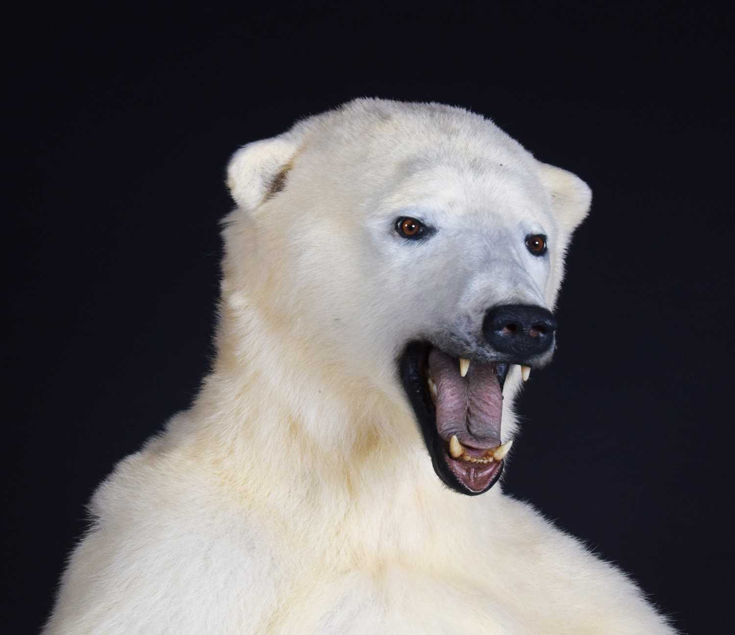 Taxidermy: Polar Bear (Ursus maritimus), circa 1997, a large full mount adult in upright standing - Image 12 of 12