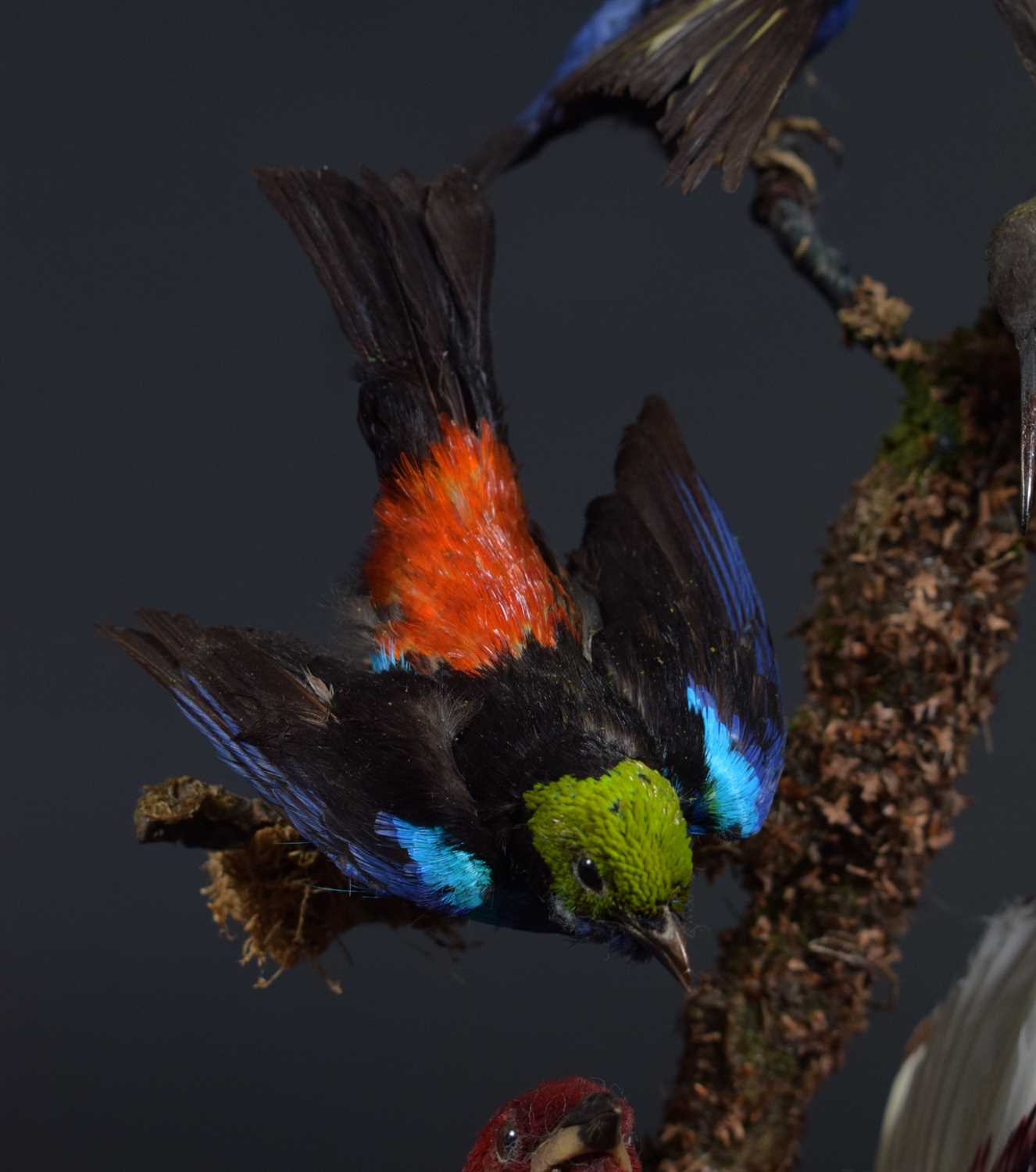 Taxidermy: A Late Victorian Display of South American Tropical Birds, circa 1870-1900, a typical - Image 5 of 11