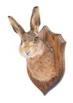 Taxidermy: A European Hare Mask (Lepus europaeus), dated 2018, a high quality adult shoulder mount