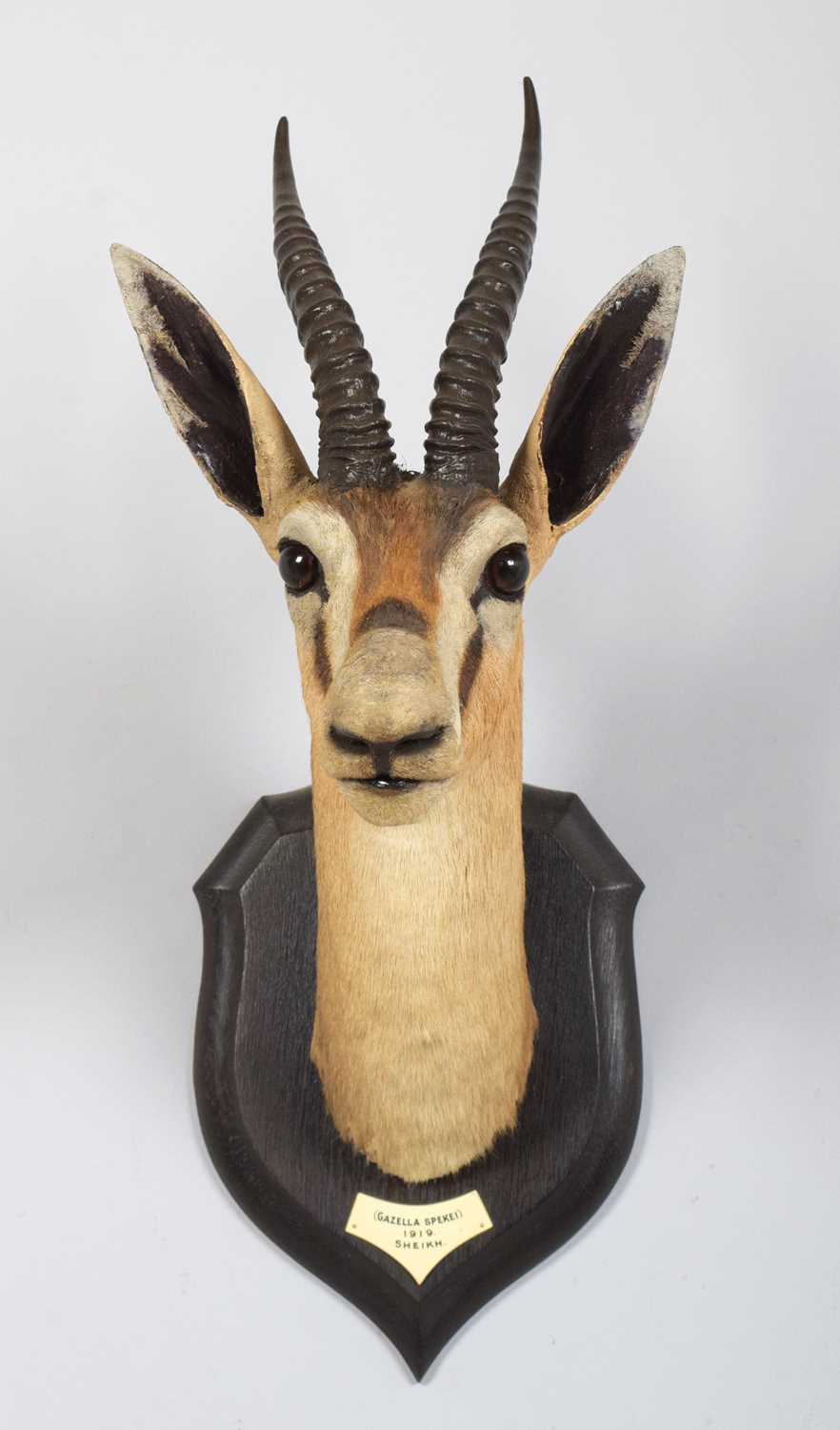Taxidermy: A Rare Speke's Gazelle (Gazella spekei), date 1919, Sheikh, Somalia, by Rowland Ward Ltd, - Image 2 of 5