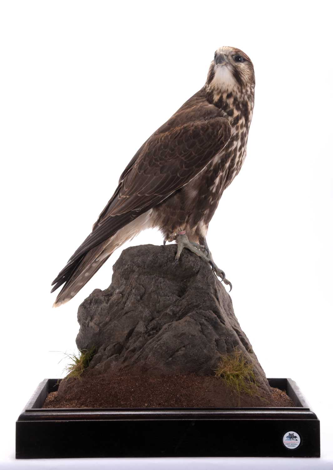 Taxidermy: A Cased Saker Falcon (falco cherrug), captive bred, dated 2021, by Rob Marshall, - Image 3 of 8