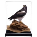 Taxidermy: A Cased Black-chested Buzzard-eagle or Chilean Blue Eagle (Geranoaetus melanoleucus),