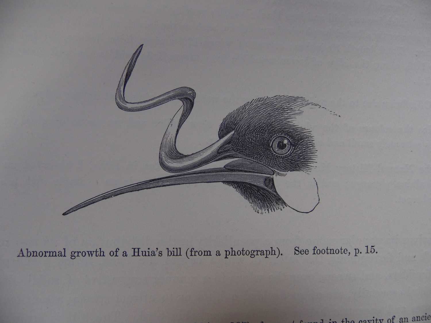 Taxidermy: A Re-creation of "Colenso's" Huia (†Heteralocha acutirostris), circa 2023, by Barry - Image 6 of 6