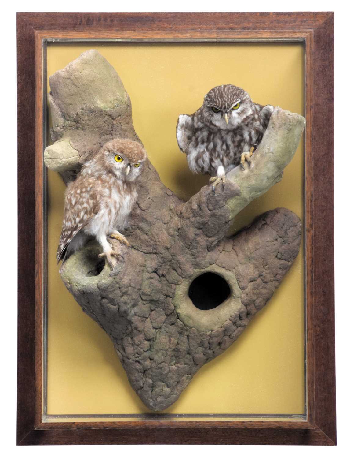 Taxidermy: A Wall Cased Pair of European Little Owl's (Athene noctua), dated 1982, by David