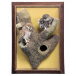 Taxidermy: A Wall Cased Pair of European Little Owl's (Athene noctua), dated 1982, by David