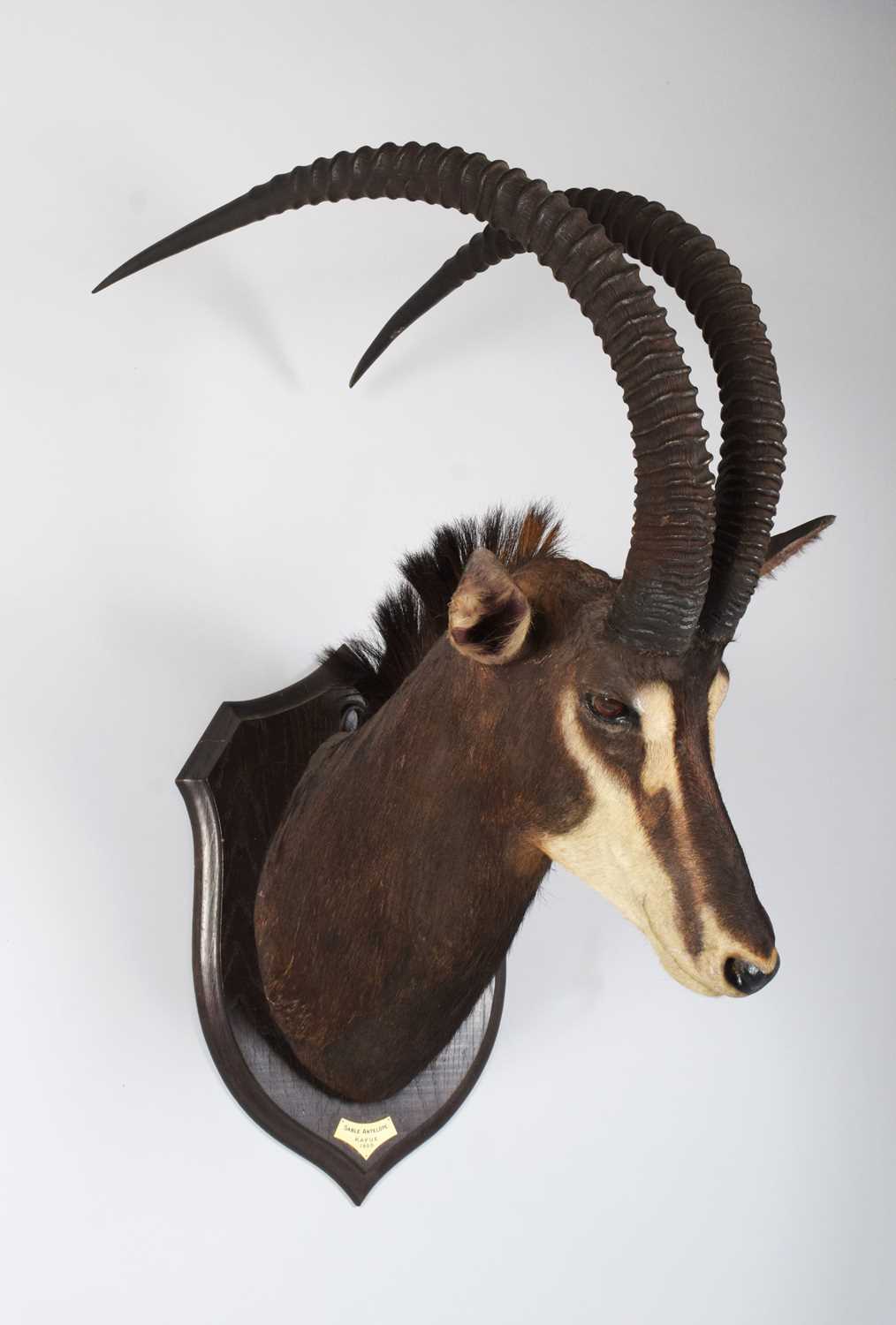 Taxidermy: Southern Sable Antelope (Hippotragus niger niger), dated 1920, Kafue, Zambia, by - Image 2 of 10