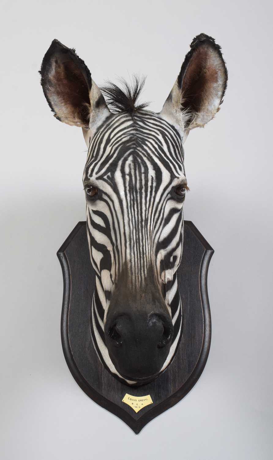 Taxidermy: A Rare Grevy's Zebra (Equus grevyi), dated 1912, British East Africa, by Rowland Ward - Image 2 of 11