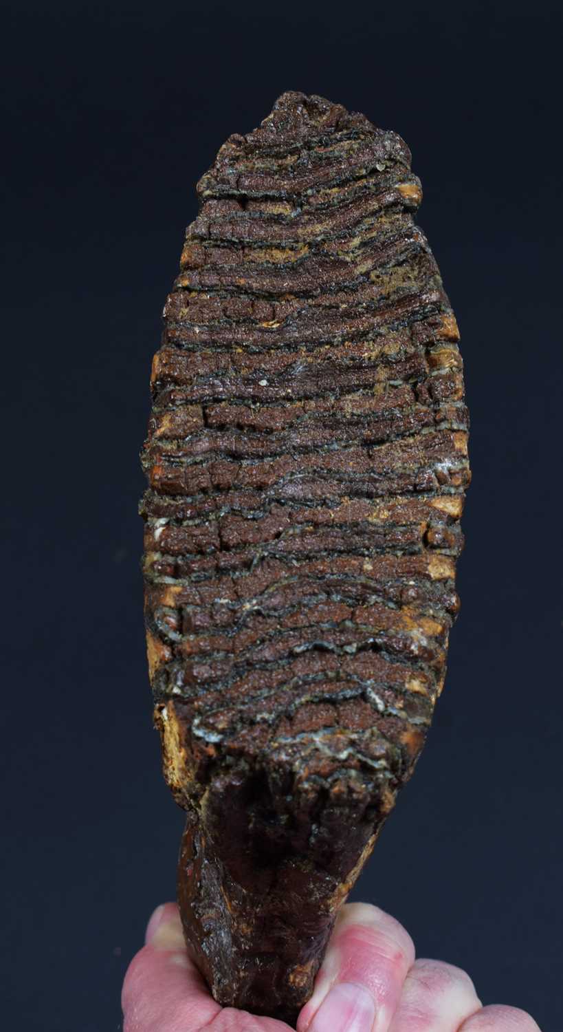 Natural History: A Fossilized Mammoth Tooth (Mammuthus), approx 4000 years old, a preserved - Image 6 of 6