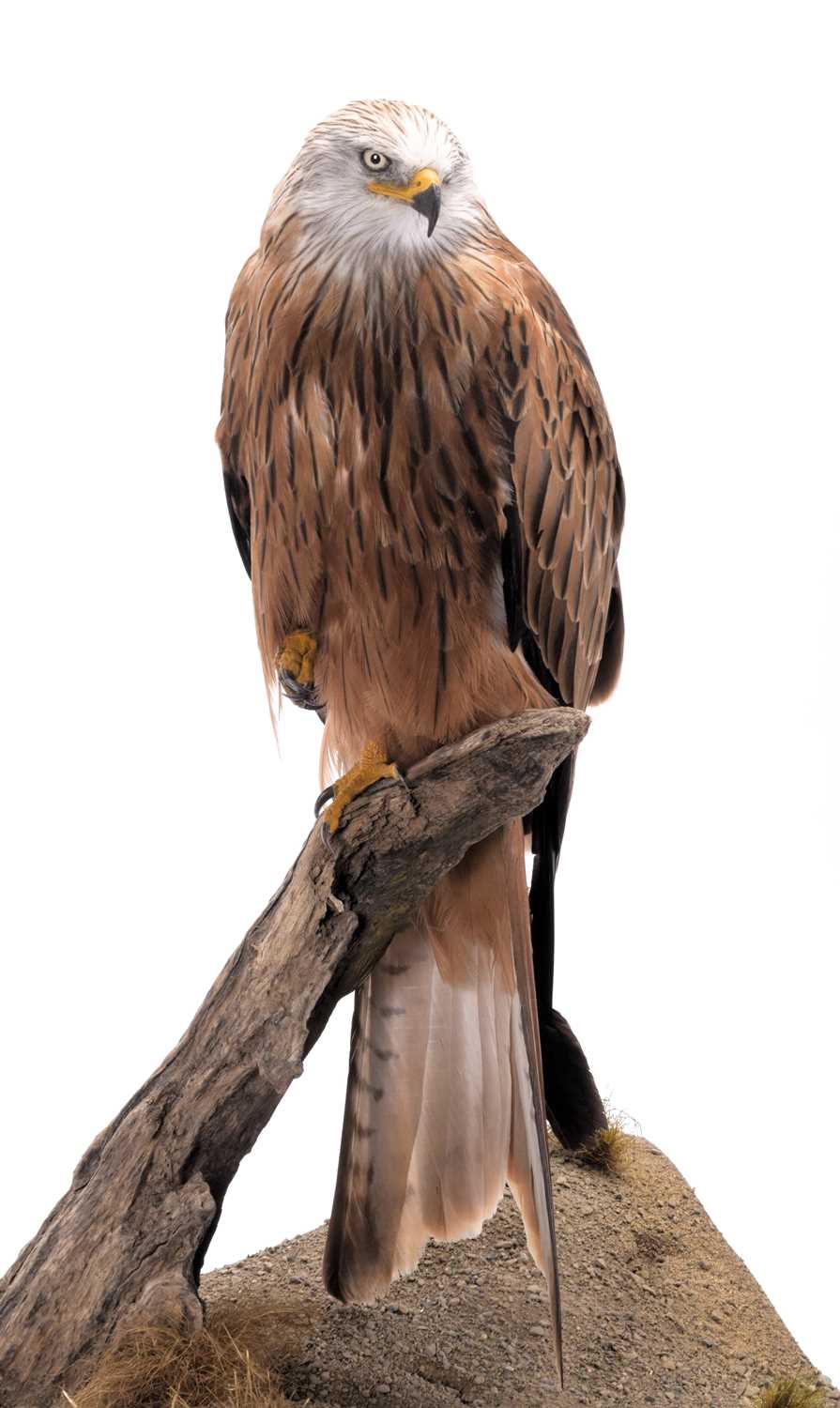 Taxidermy: A Cased Red Kite (Milvus milvus), captive bred, dated 2023, by Carl Church, Taxidermy, - Image 3 of 7