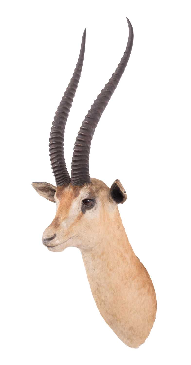 Taxidermy: Northern Grants Gazelle (Nanger notata), circa early 20th century, by Rowland Ward,