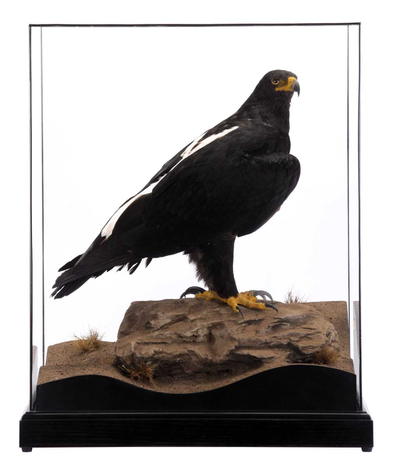 Taxidermy: A Cased Verreaux's Eagle (Aquila verreauxii), captive bred, dated 2023, by Carl Church,