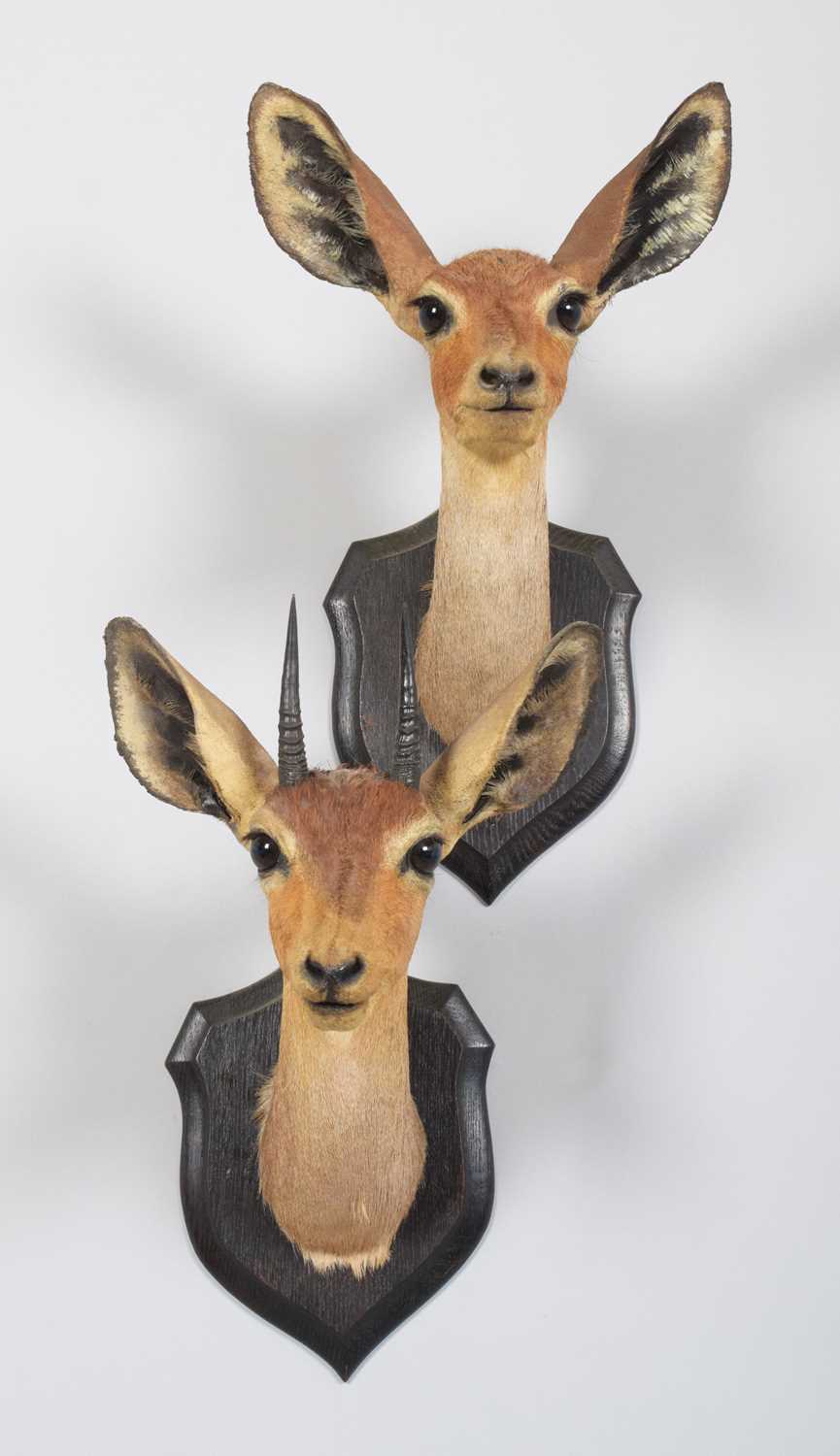 Taxidermy: A Pair of East African Steenbok (Raphicerus campestris neumanni), circa 1909, British - Image 2 of 5