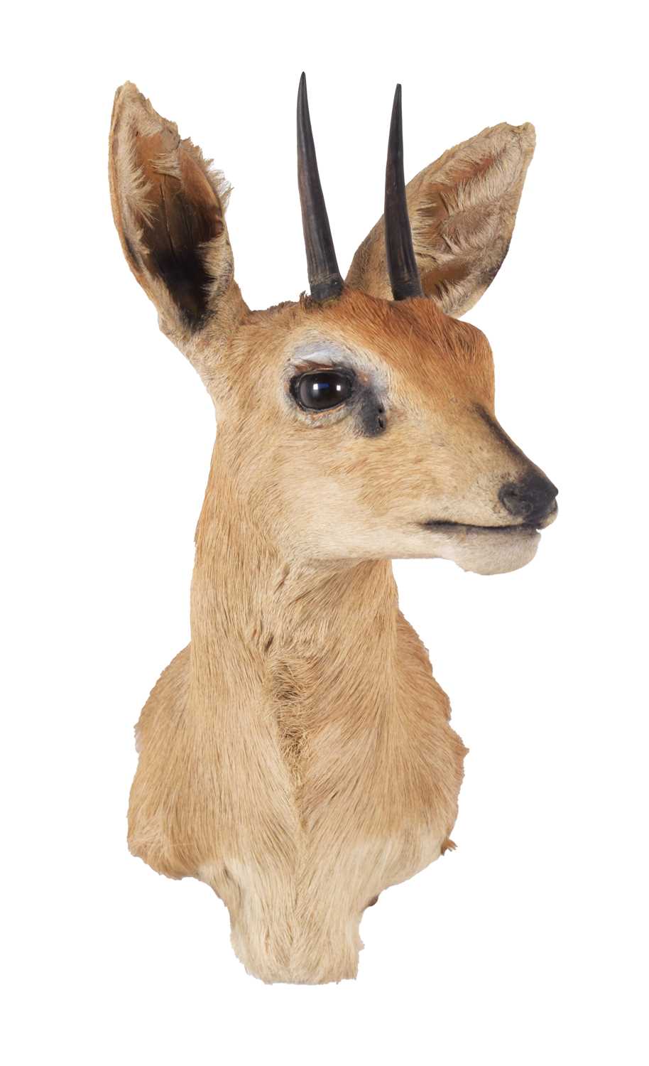 Taxidermy: South African Steenbok (Raphicerus campestris campestris), 21st century, South Africa, - Image 3 of 3